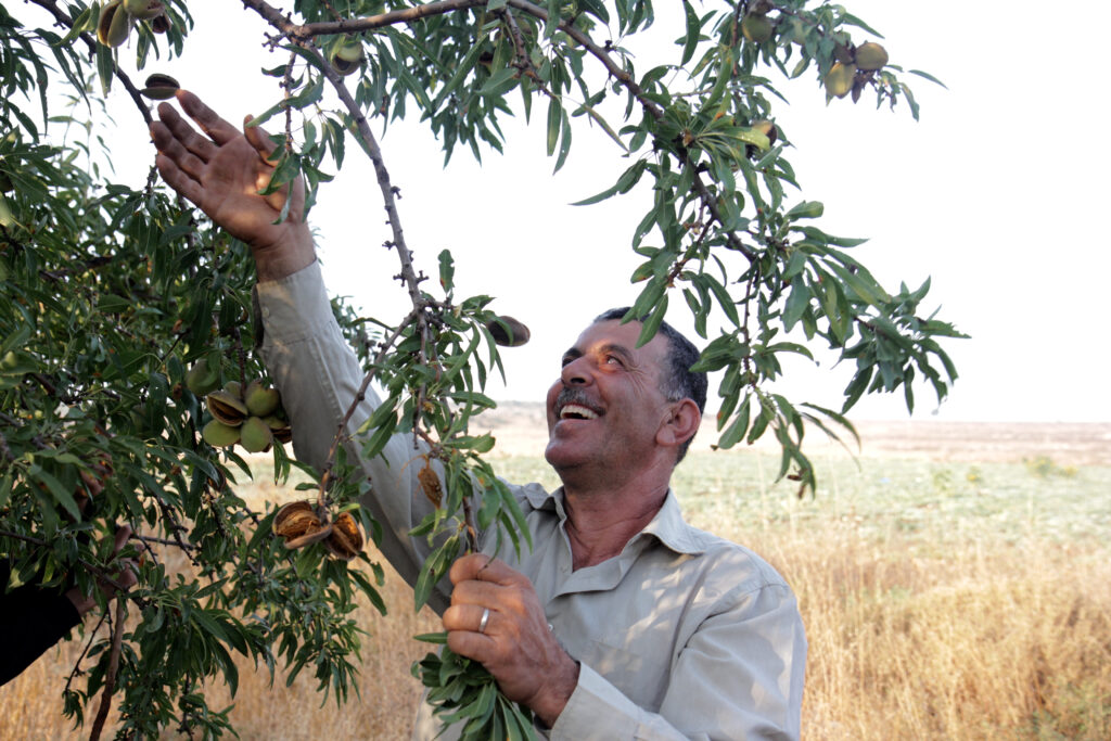 Almond farmer harvesting