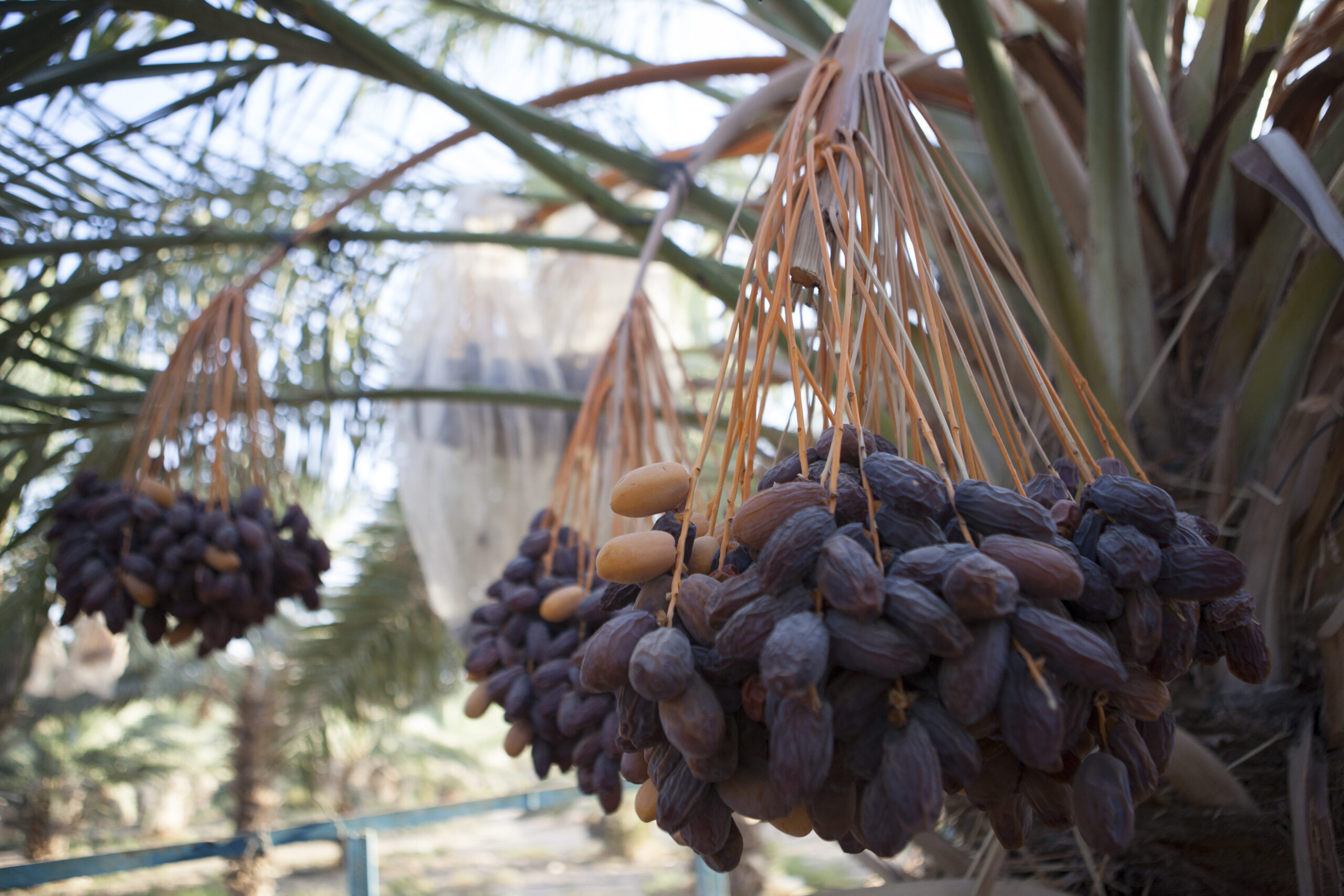 Medjoul dates from Palestine
