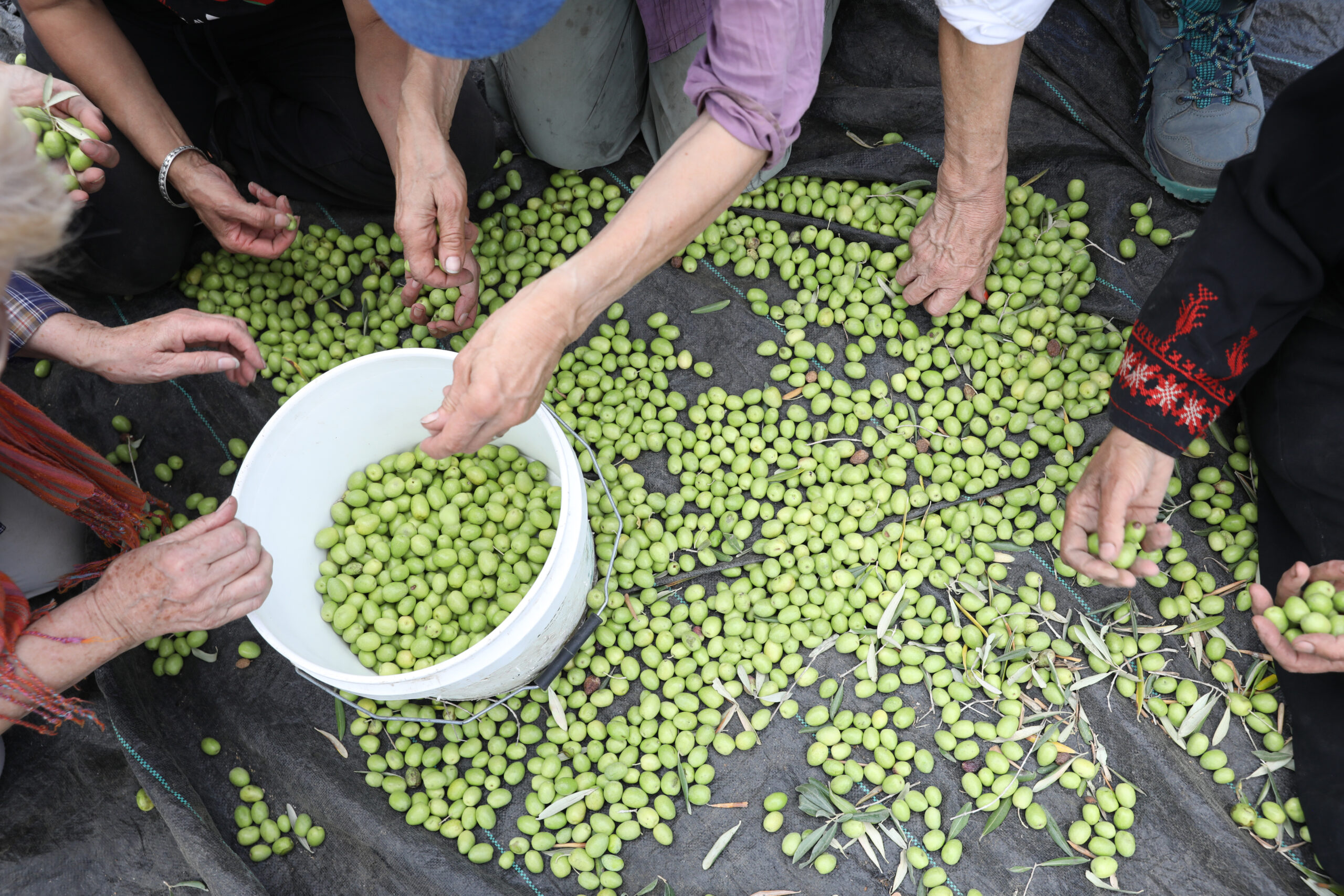 Tradle Movement The Fair Trade Movement Will Continue To Fight For Trade Justice - Zaytoun
