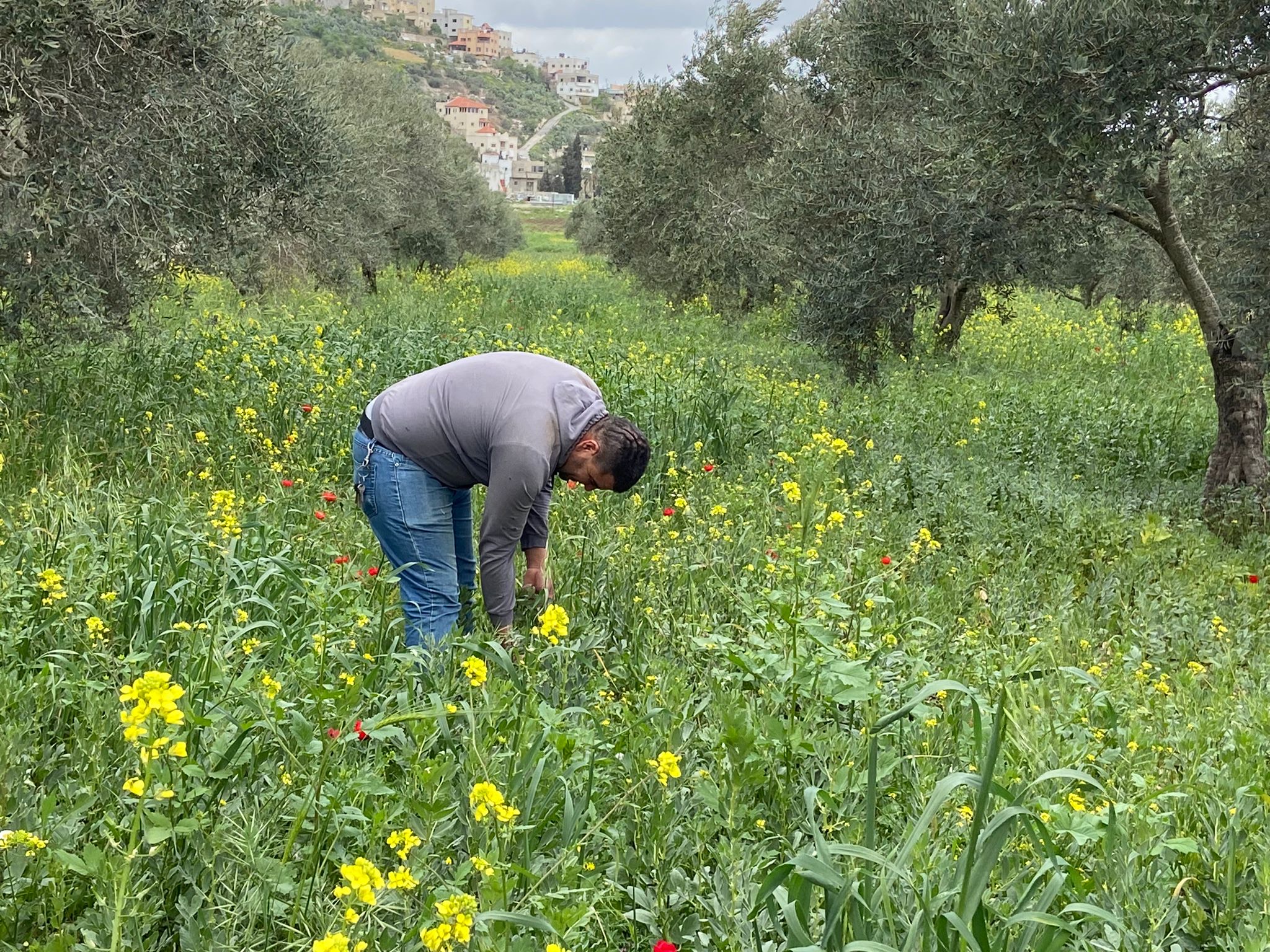 Palestinian Farming In praise of regenerative farming in Palestine on Earth Day - Zaytoun