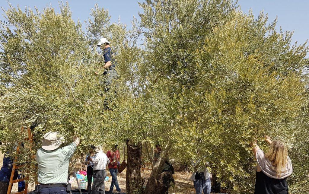 olive tree and farmers