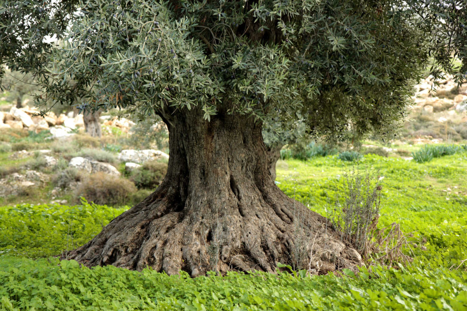 Zaytoun - Ethically Sourced Fine Foods from Palestine