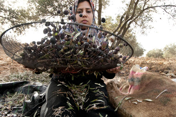 Anwar winnowing olives