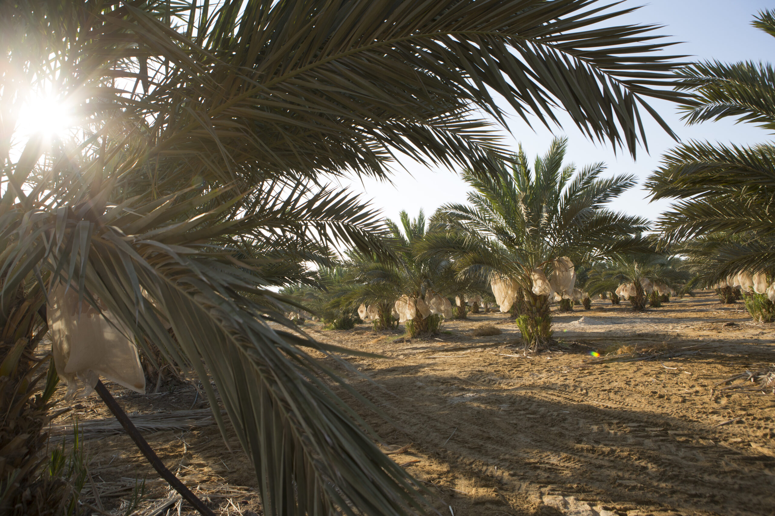 Medjool dates from Palestine UK