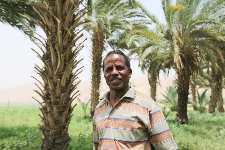 Medjool dates from Palestine UK