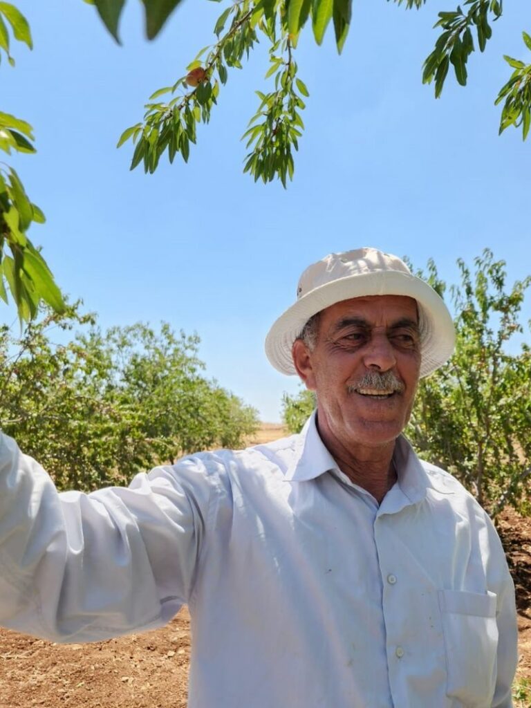 almond harvest