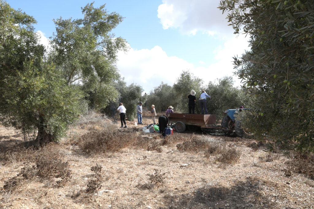 Palestinian olive harvest