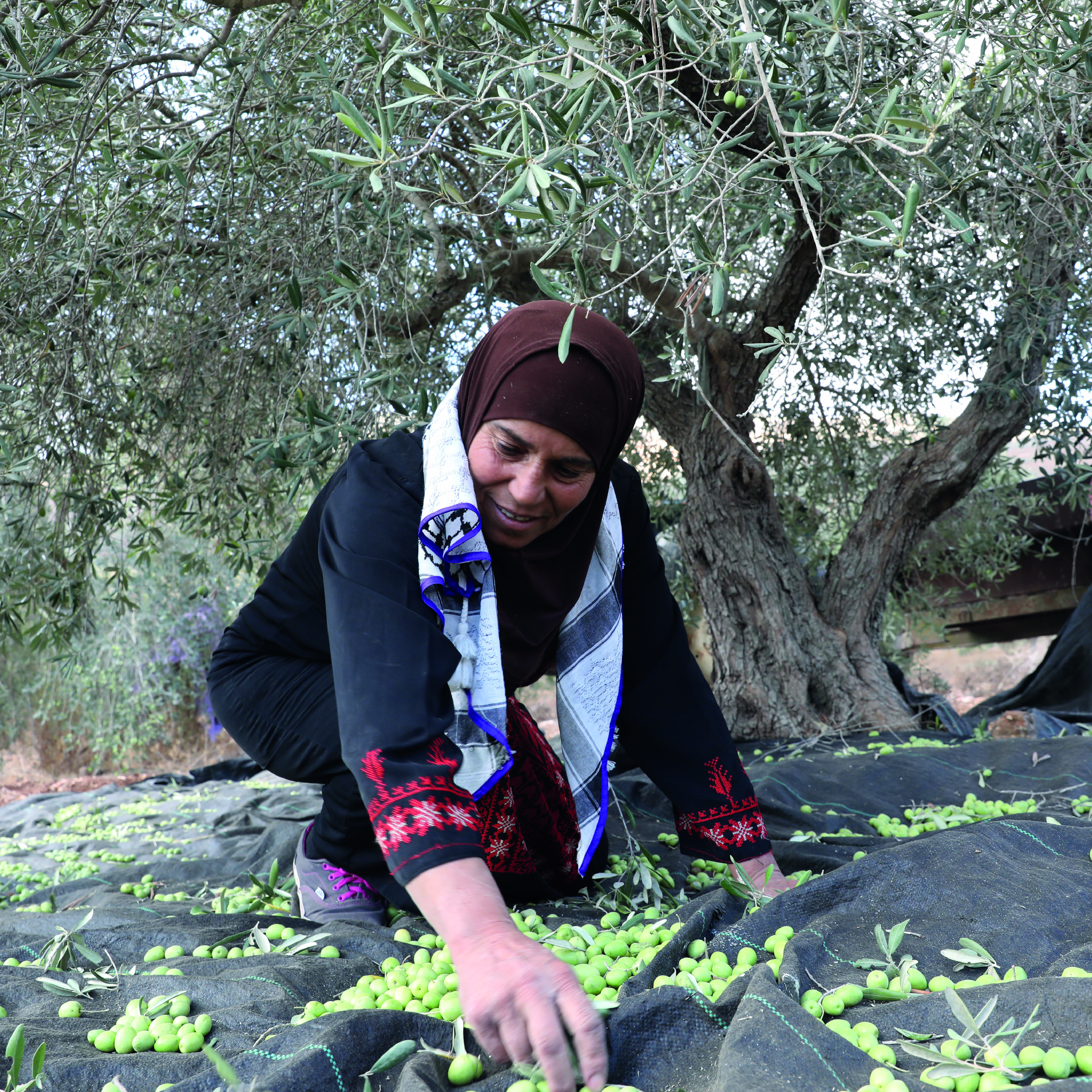 Olive season and olive farmer