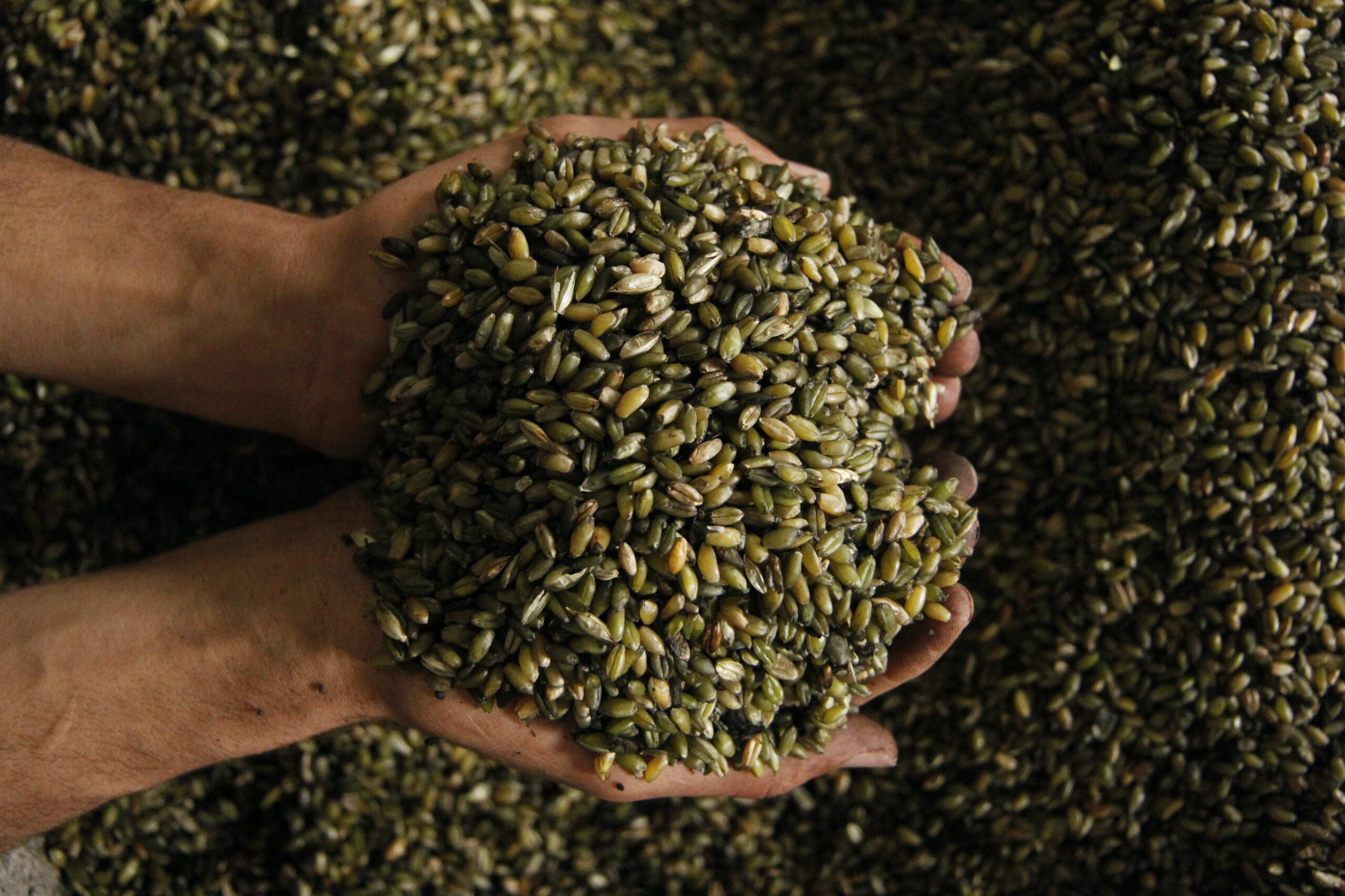 freekeh grain