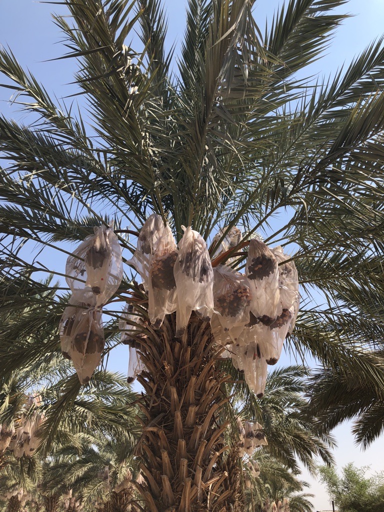 Dates are ripened in nets to ensure they don't drop to the ground and spoil