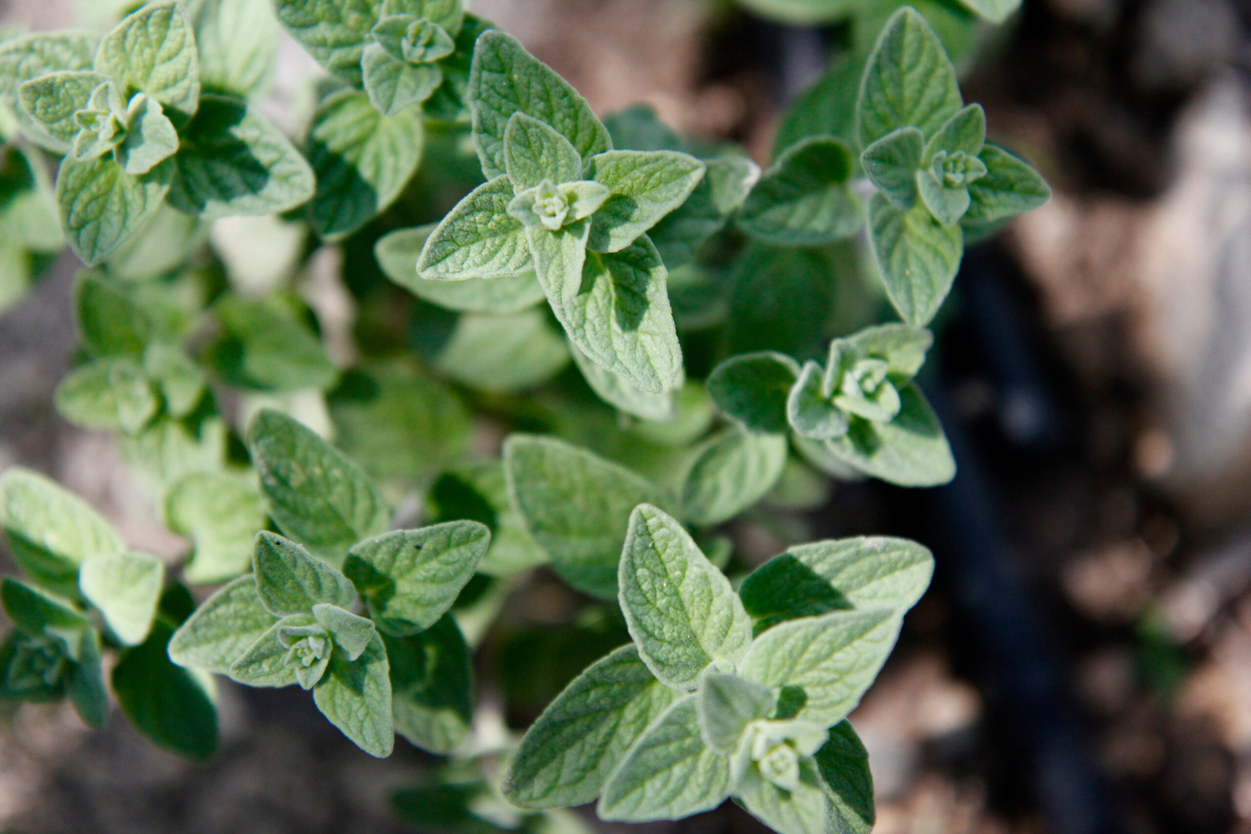 What is za'atar? - Zaytoun