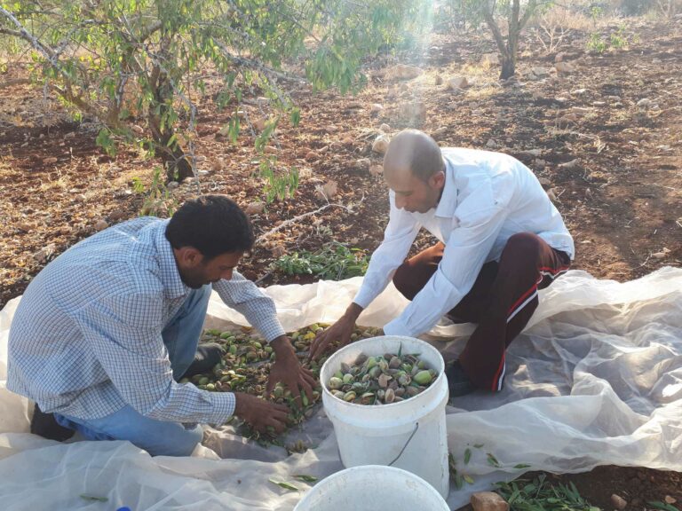 Palestinian farmers harvesting almonds