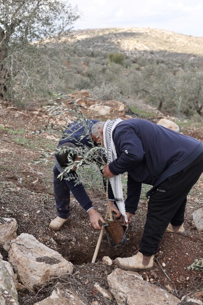 Planting new saplings