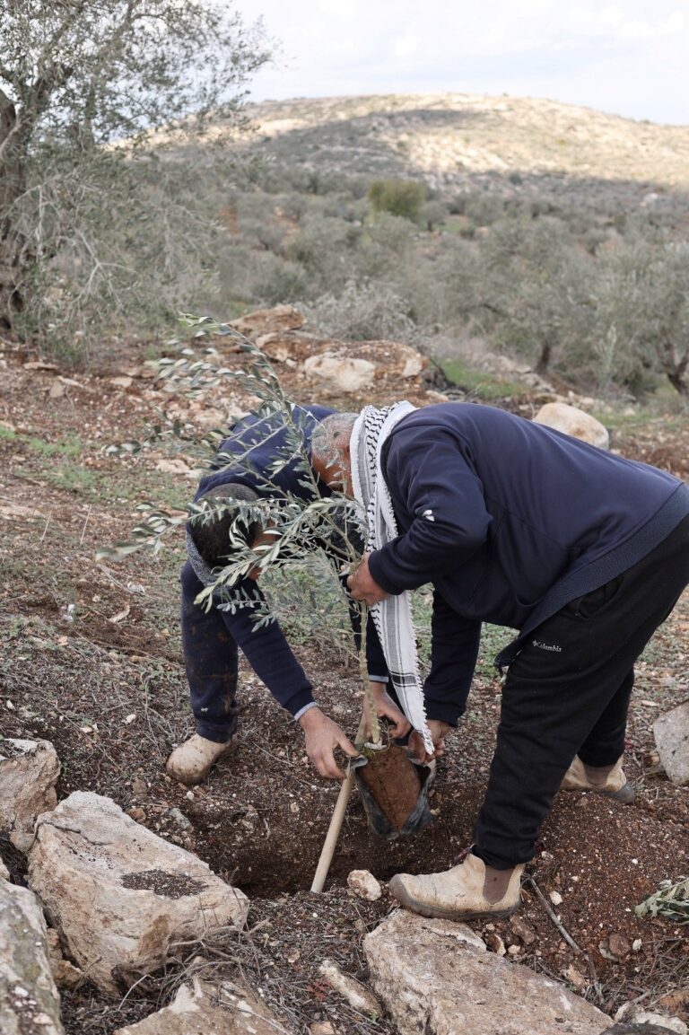 Planting new saplings